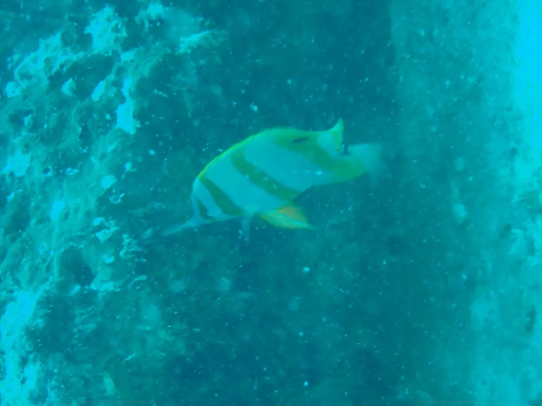 A batfish in open water