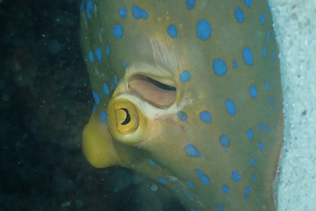 A blue-spotted stingray on the sand